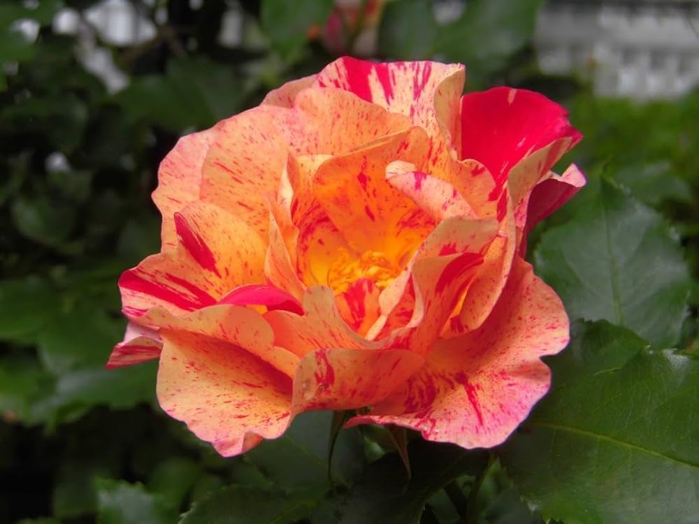 【未使用】TAITU 薔薇4色プレートセット 未使用】TAITU 薔薇4色プレートセット